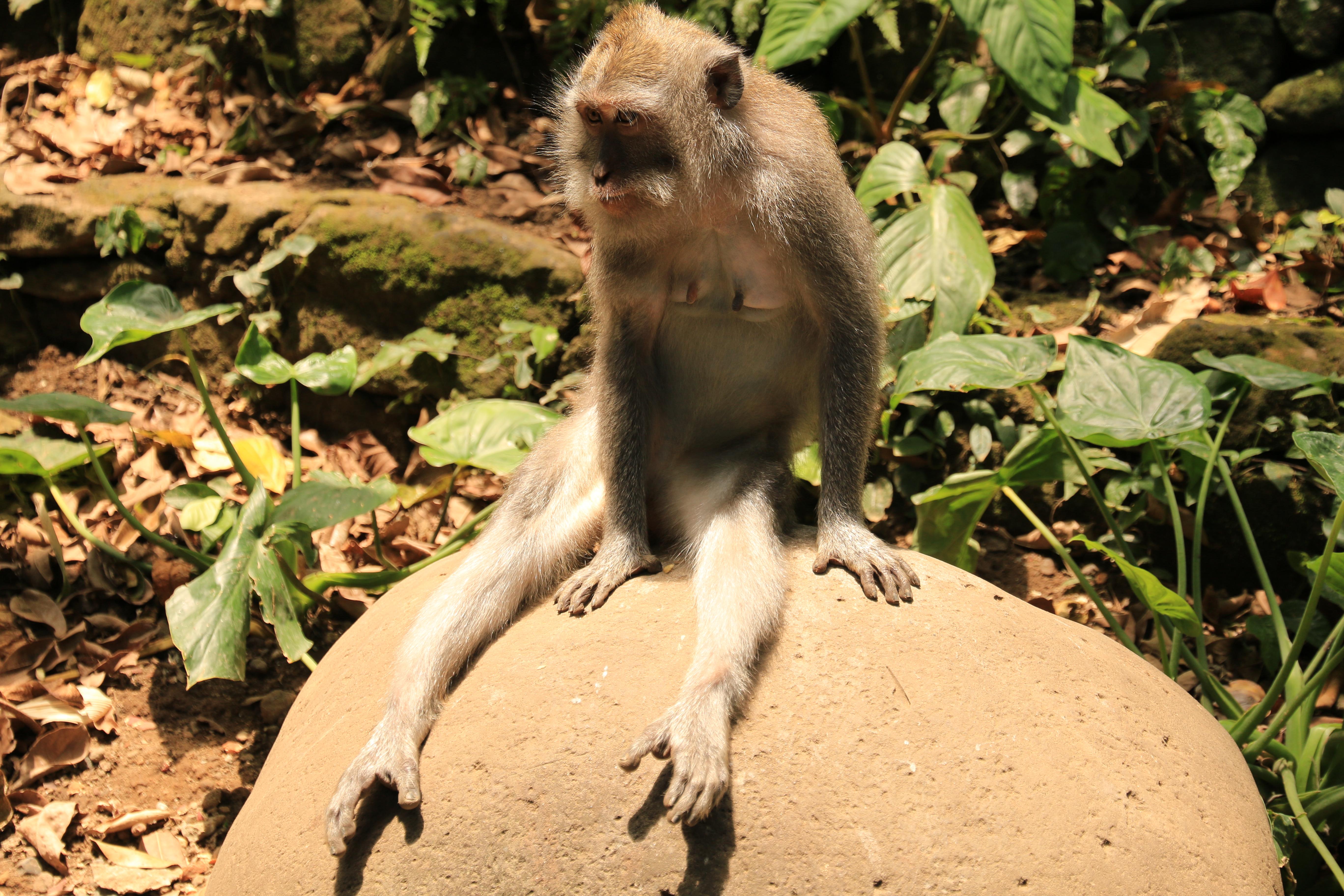 Ubud monkeys